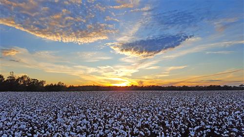 Cotton